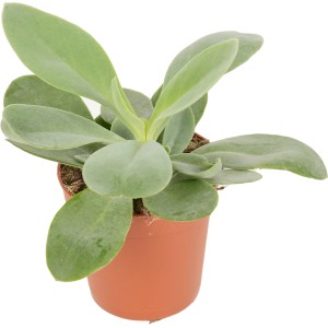 Zwergpfeffer (Peperomia) im Topf, eine pflegeleichte Sukkulente mit dekorativen Blättern.