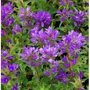 Nahaufnahme der violetten Blüten der Knäulglockenblume (Campanula glomerata) im Garten.