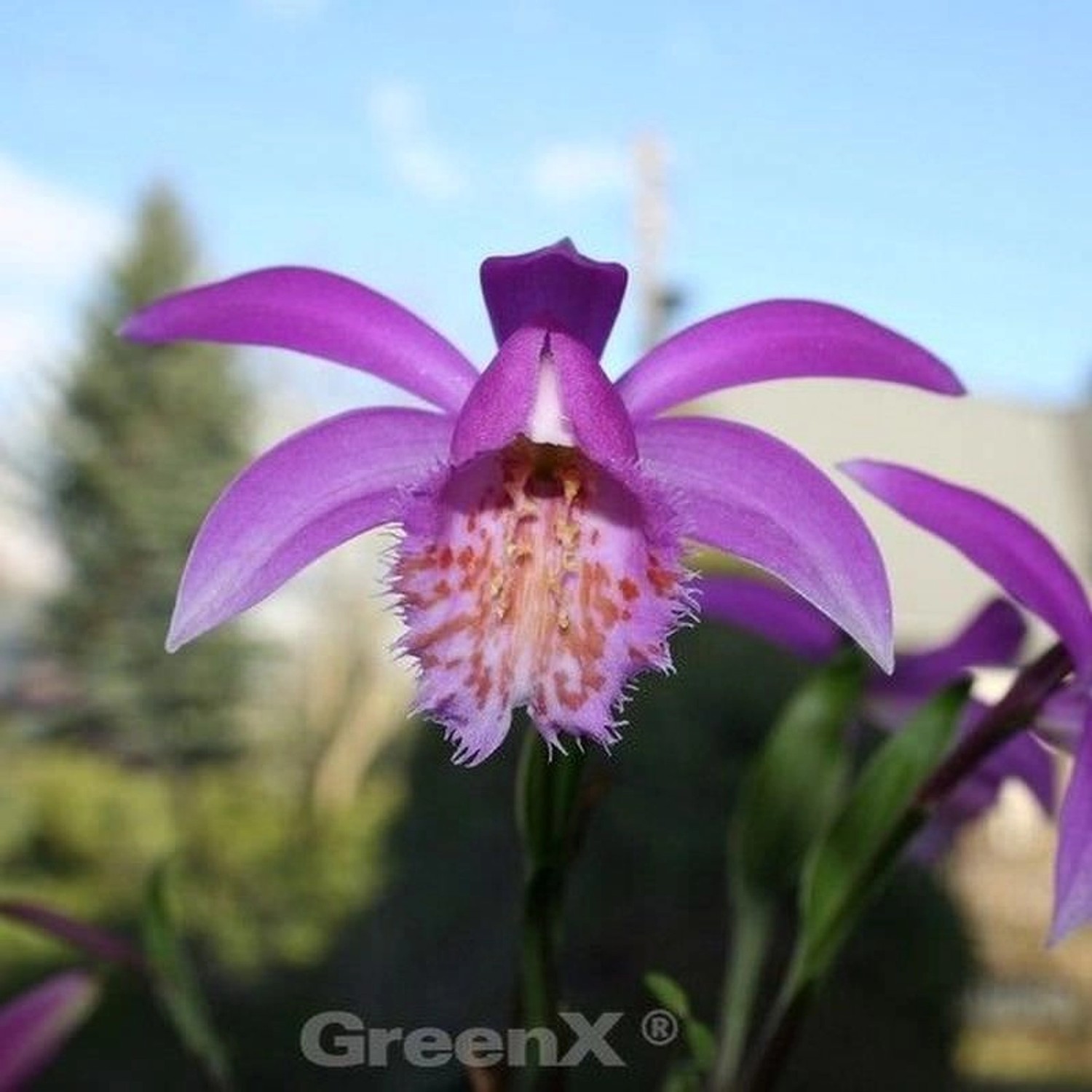 Tibet Orchidee - Pleione formosana günstig online kaufen