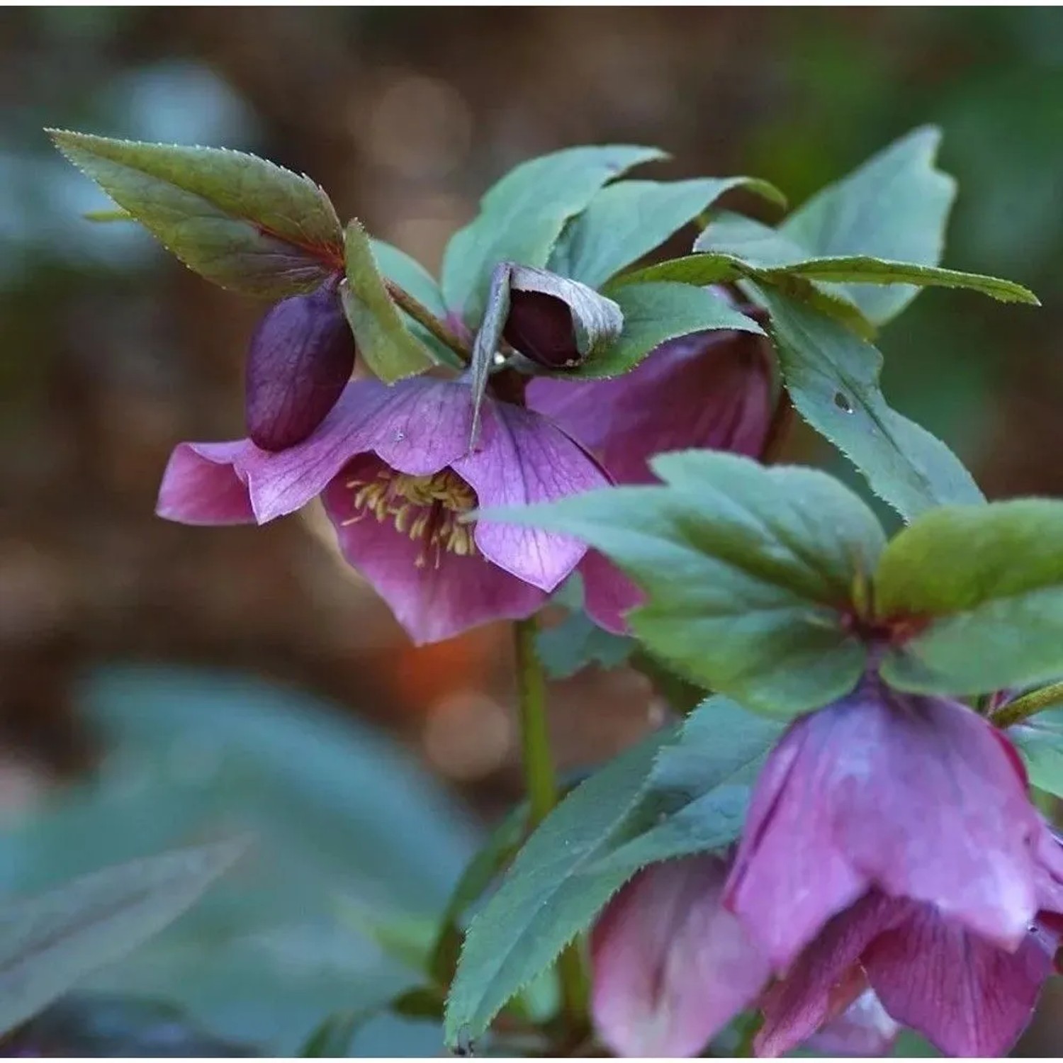 Christrose Lenzrose Red Hybrids - Helleborus orientalis