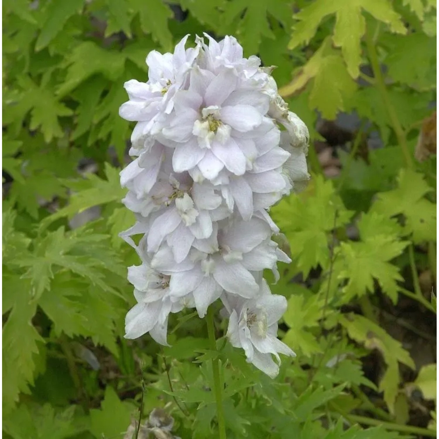 Rittersporn Schneewittchen - Delphinium belladonna