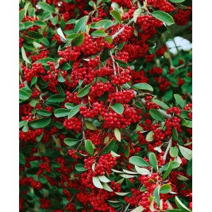 Immergrüner Cotoneaster Lacteus mit roten Beeren, Stammhöhe 150 cm. Attraktiver Bodendecker für den Garten.