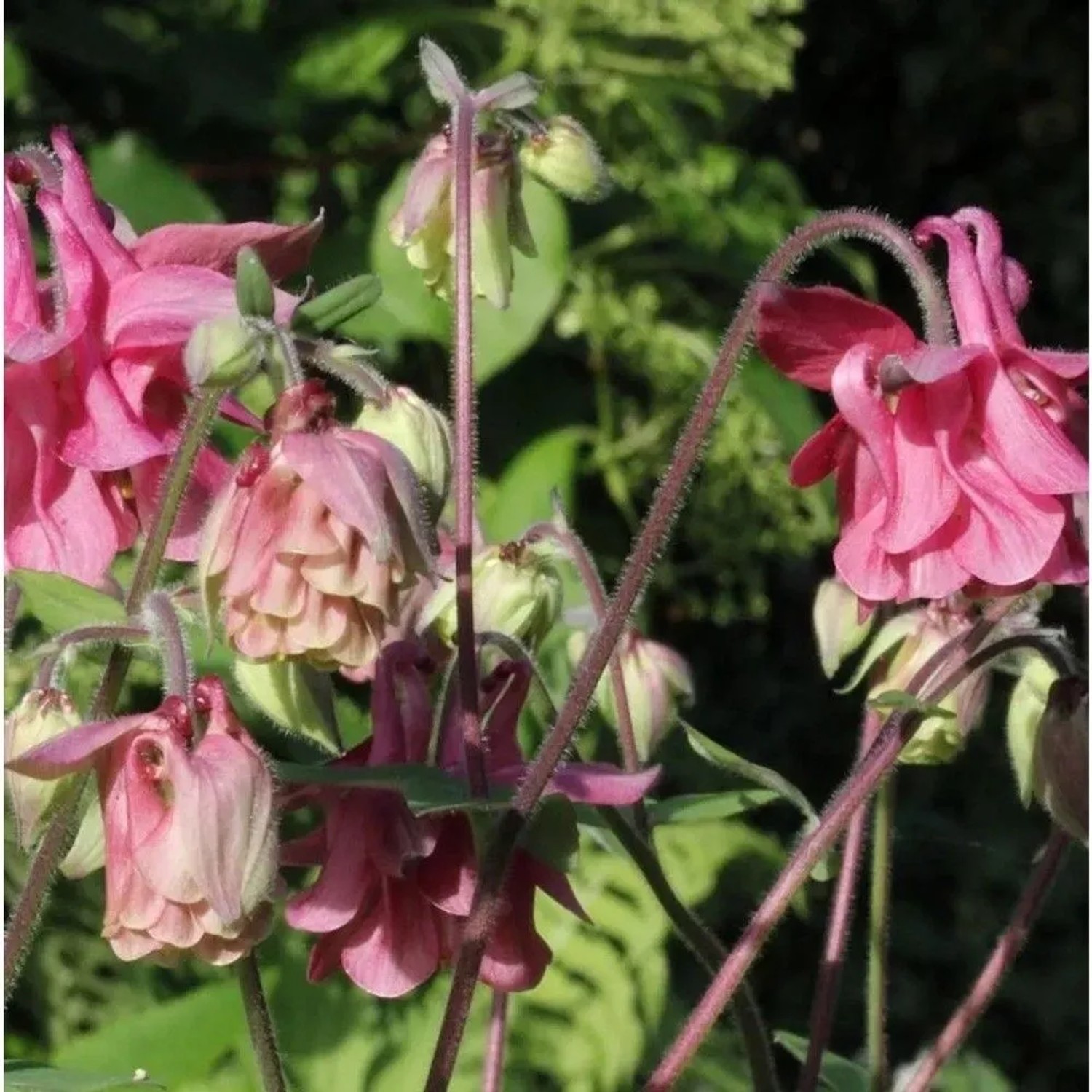 Akelei Altrosa - Aquilegia vulgaris