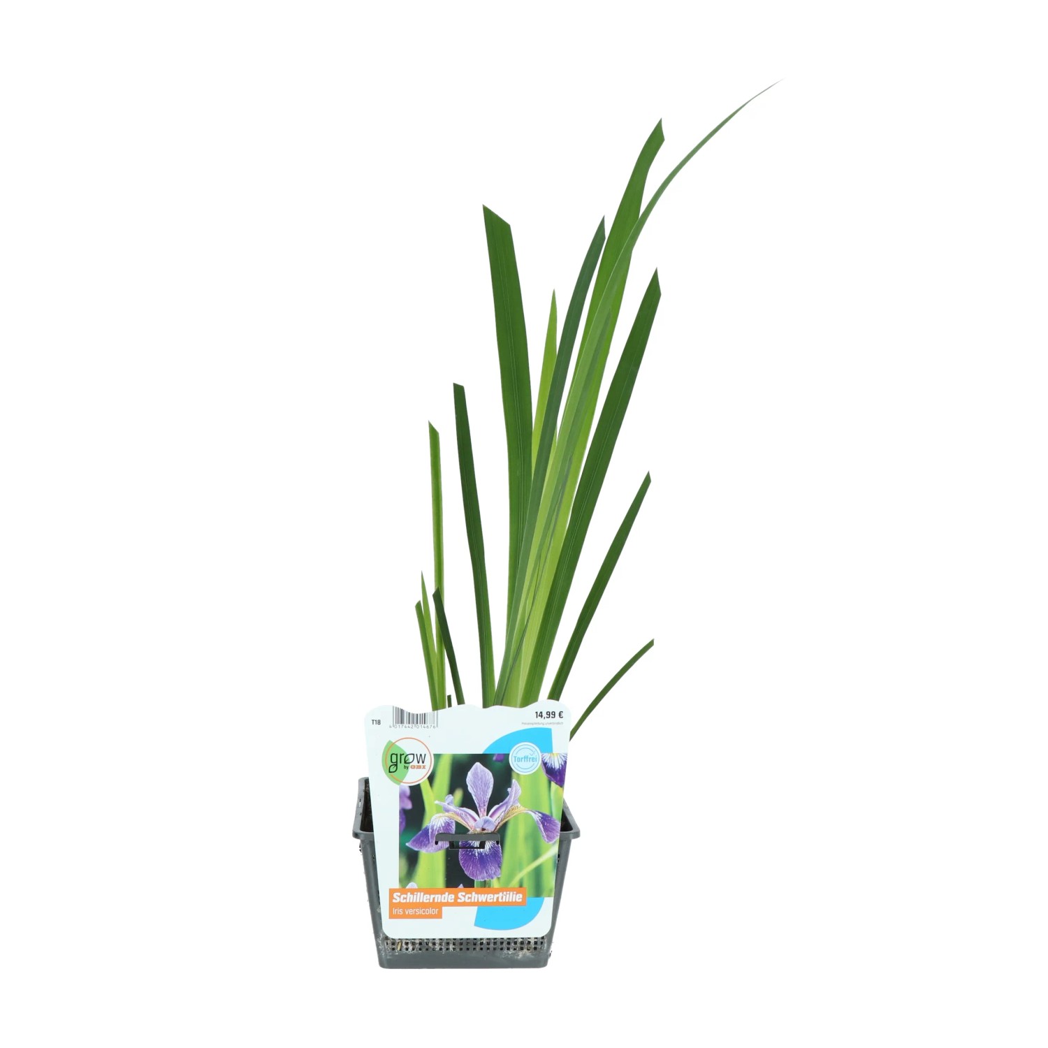 Sumpfschwertlilie Blau-violett Topf 18 cm x 18 cm Iris versicolor