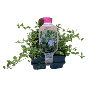 6er Pack kleinblättriges Immergrün 'Ralph Shurger' im Topf, mit dekorativen blauen Blüten.