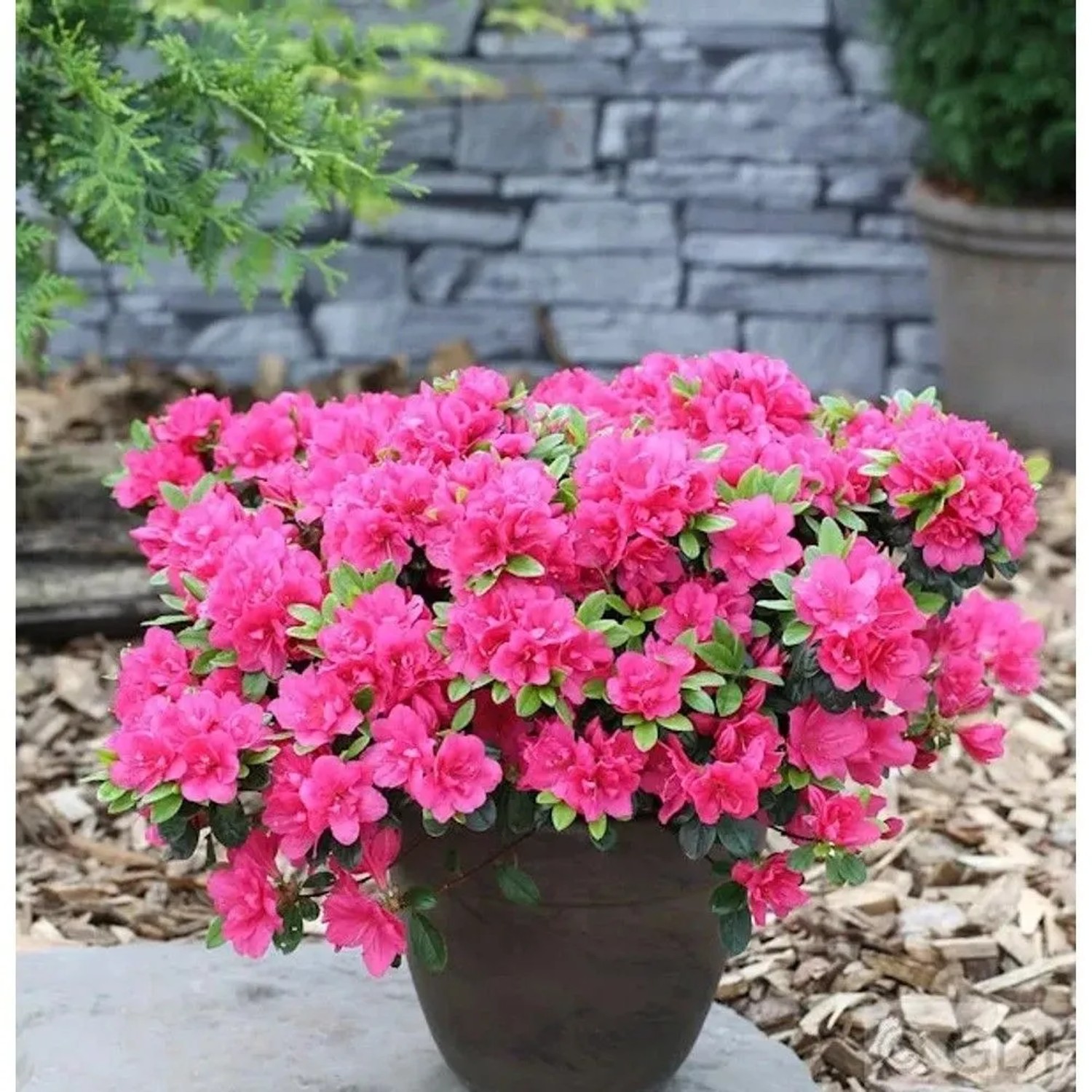 Japanische Azalee Canzonetta 40-50cm - Rhododendron obtusum - Zwerg Alpenrose