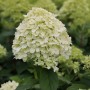 Rispenhortensie Limelight als Hochstamm, cremeweiße Blüte. Strauch für Garten & Beet.