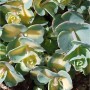 Nahaufnahme der Oktober Fetthenne (Sedum sieboldii) mit grün-gelben Blättern.