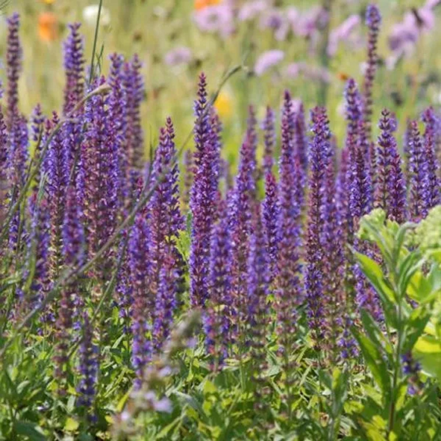 arborix 6 X Salbei 'Ostfriesland' Salvia Nemorosa Topf 9cm Schmetterlingspflanze