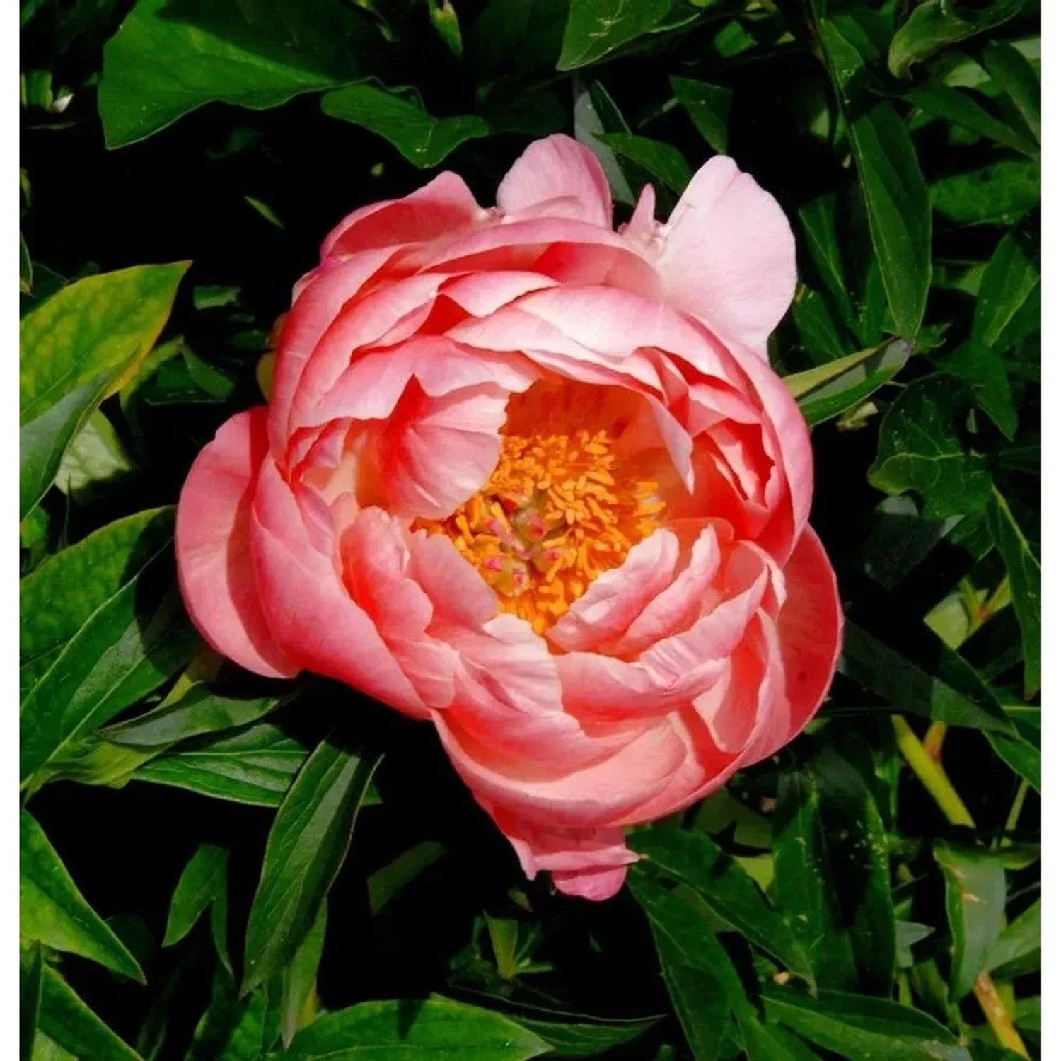 Nahaufnahme der Edel Pfingstrose 'Coral Charm' mit korallenroten Blütenblättern und gelber Mitte.