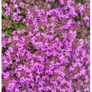 Polsterthymian Purple Beauty - Thymus praecox