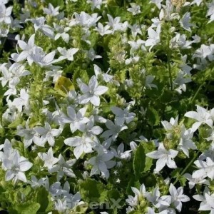 Nahaufnahme der weißen Blüten der Glockenblume Silberregen (Campanula poscharskyana).