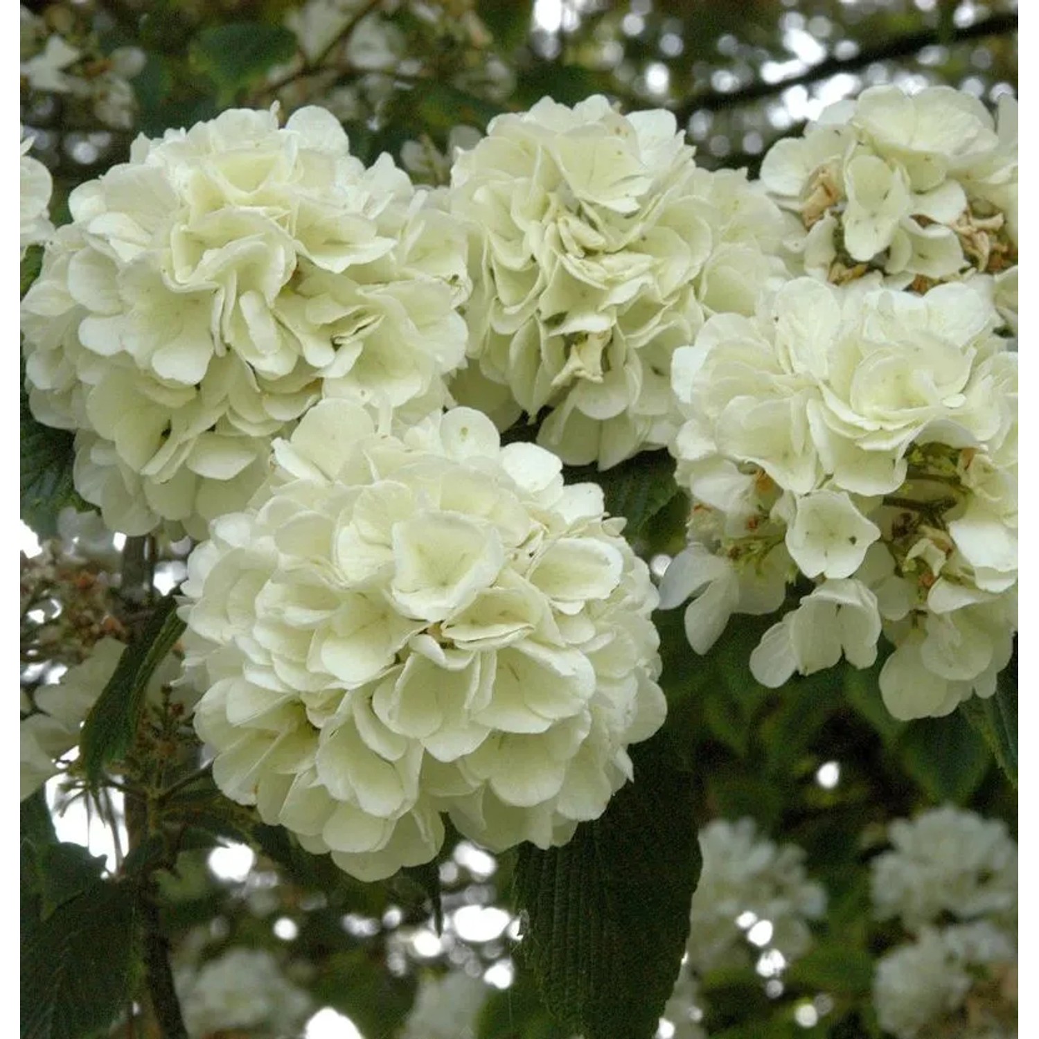 Japanischer Schneeball Openeing Day 100-125cm - Viburnum plicatum