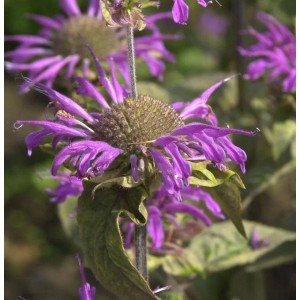 Nahaufnahme der lila blühenden Indianernessel 'Prärienacht' im Garten.