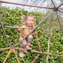 Kind klettert auf Exit Kletterkuppel Metal Climbing Dome (Ø 300 cm) im Garten.