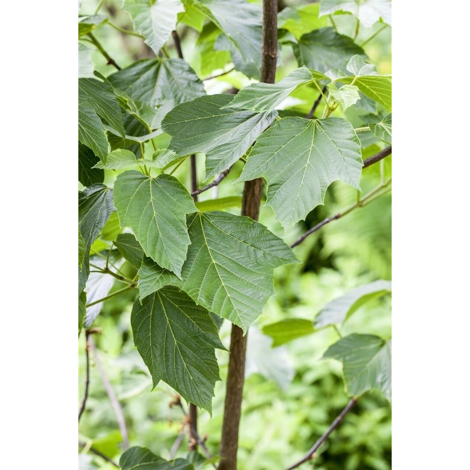 Acer Capillipes Schlangenhaut-Ahorn 150–200 cm günstig online kaufen