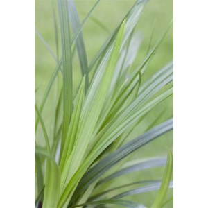 Detailaufnahme des grünen Ziergrases Carex Irish Green im Topf, ideal für Garten und Kübel.