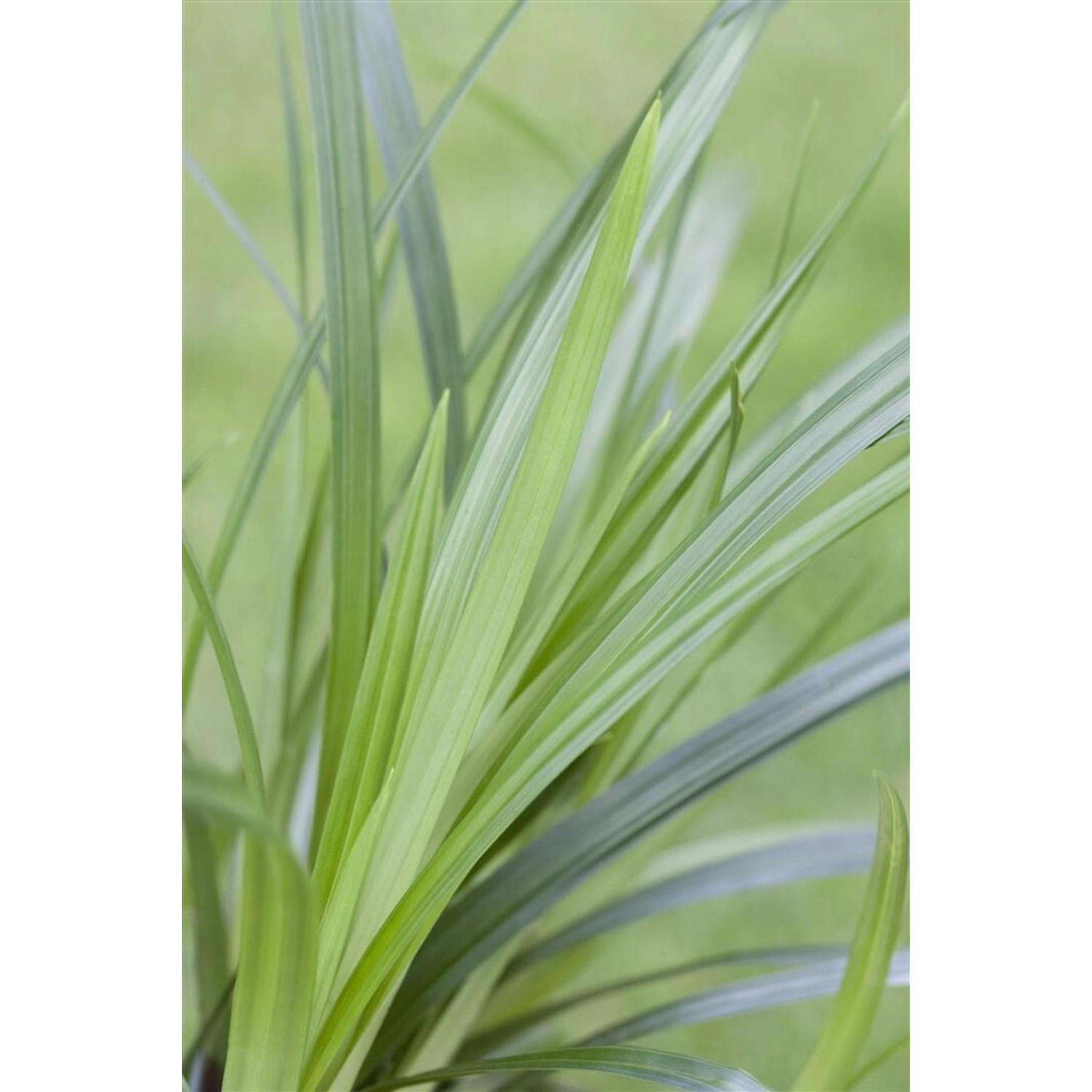 Carex Foliosissima Irish Green Ziergras Ca. 9x9 cm Topf günstig online kaufen