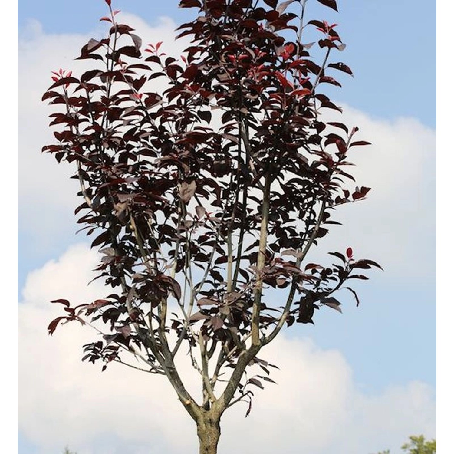 Hochstamm Blutpflaume 80-100cm - Prunus cerasifera günstig online kaufen