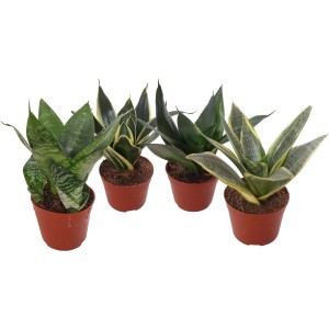 Bogenhanf Hahnii Sortenmix im 9 cm Topf, verschiedene Grünpflanzen mit Blattmuster.