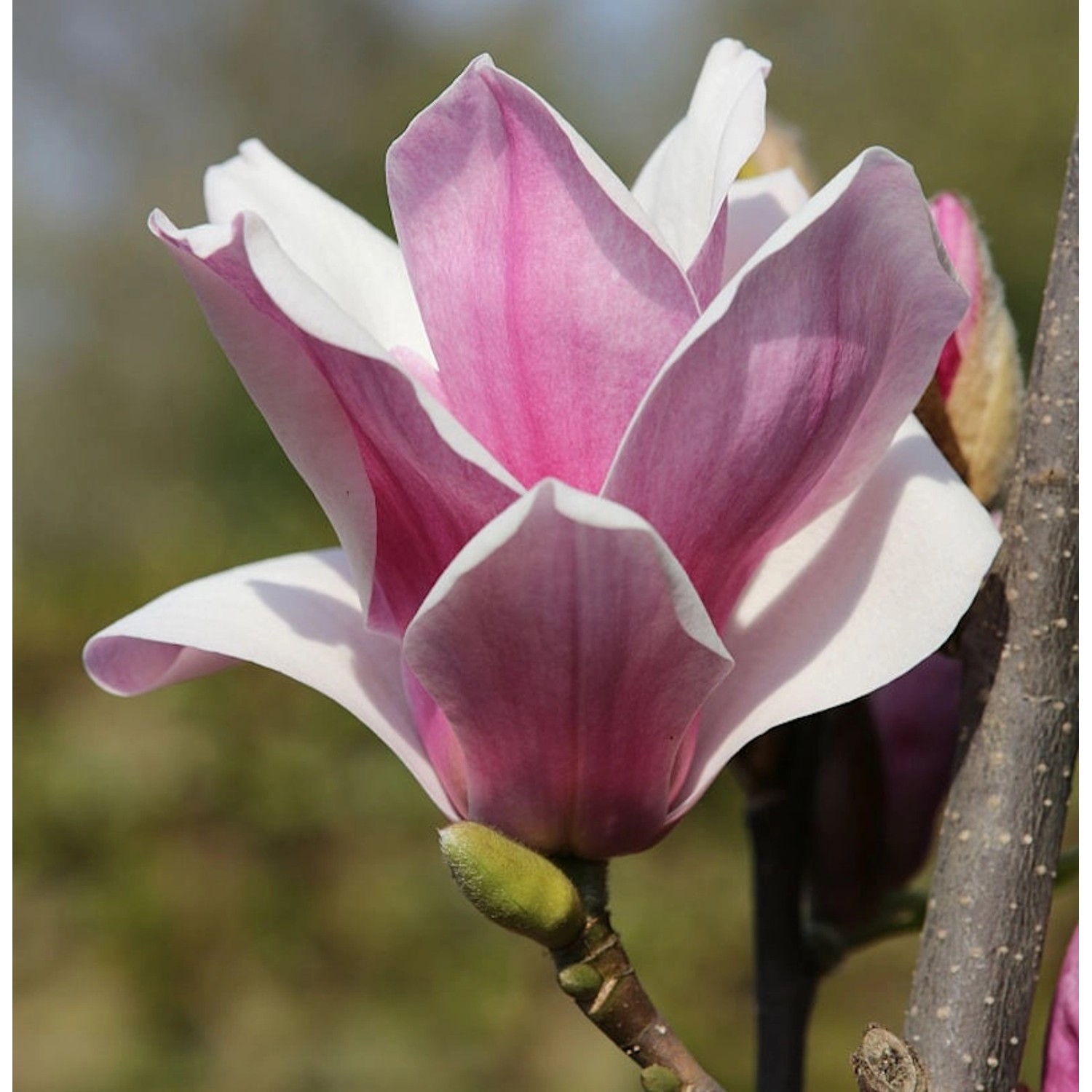 Großblütige Säulen Magnolie Satisfaction 60-80cm - Magnolia günstig online kaufen