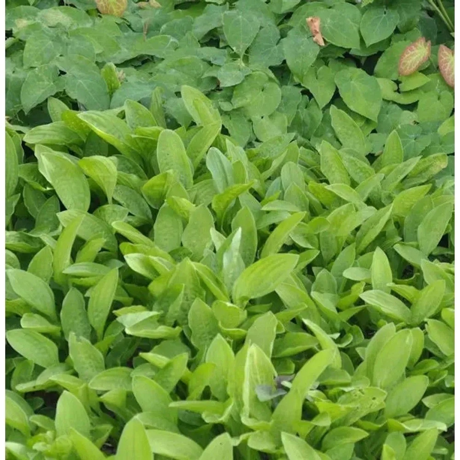 Schmalblattfunkie Bianca - Hosta sieboldii