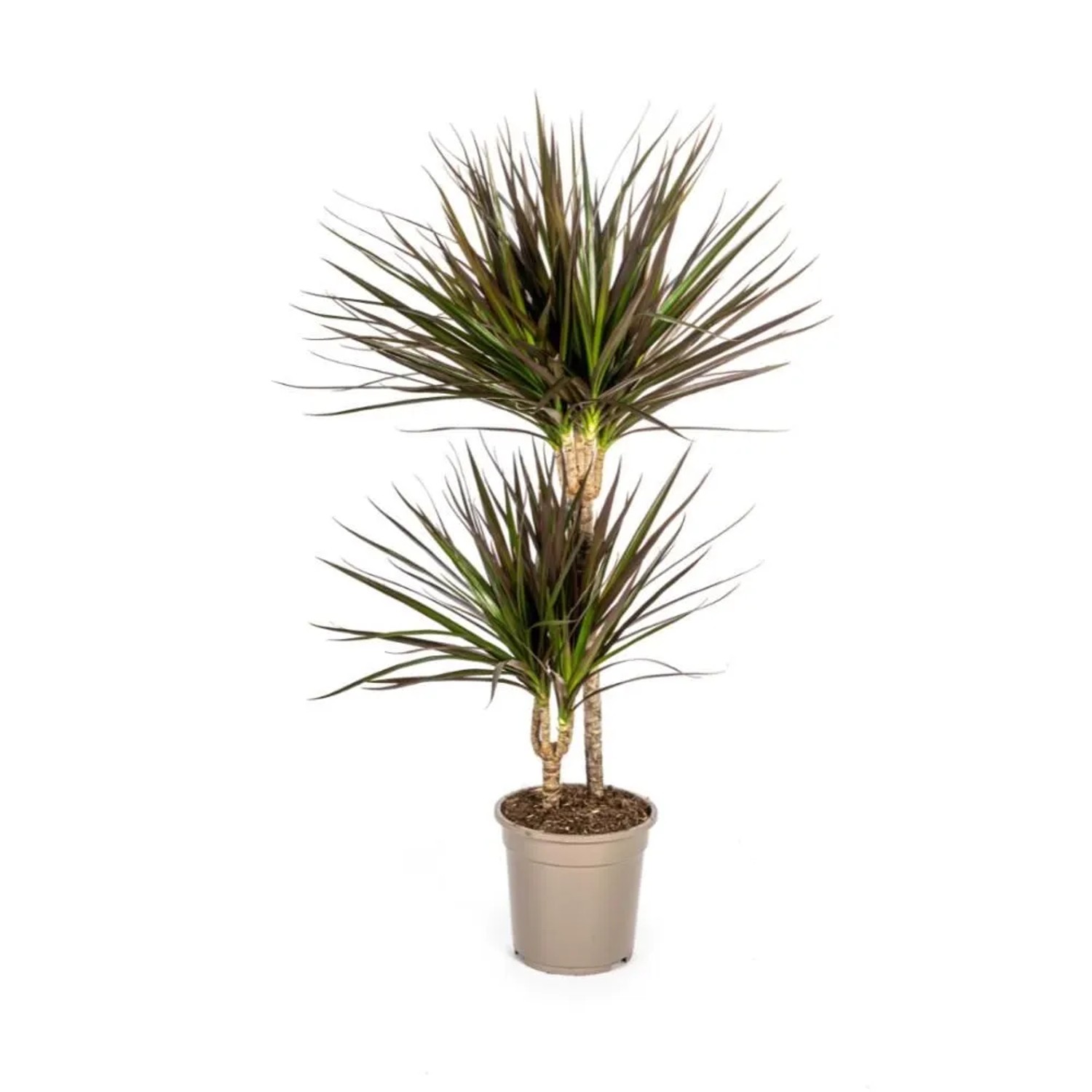 Exotenherz Dracaena Marginata Magenta 19cm Topf Höhe 70-90cm günstig online kaufen