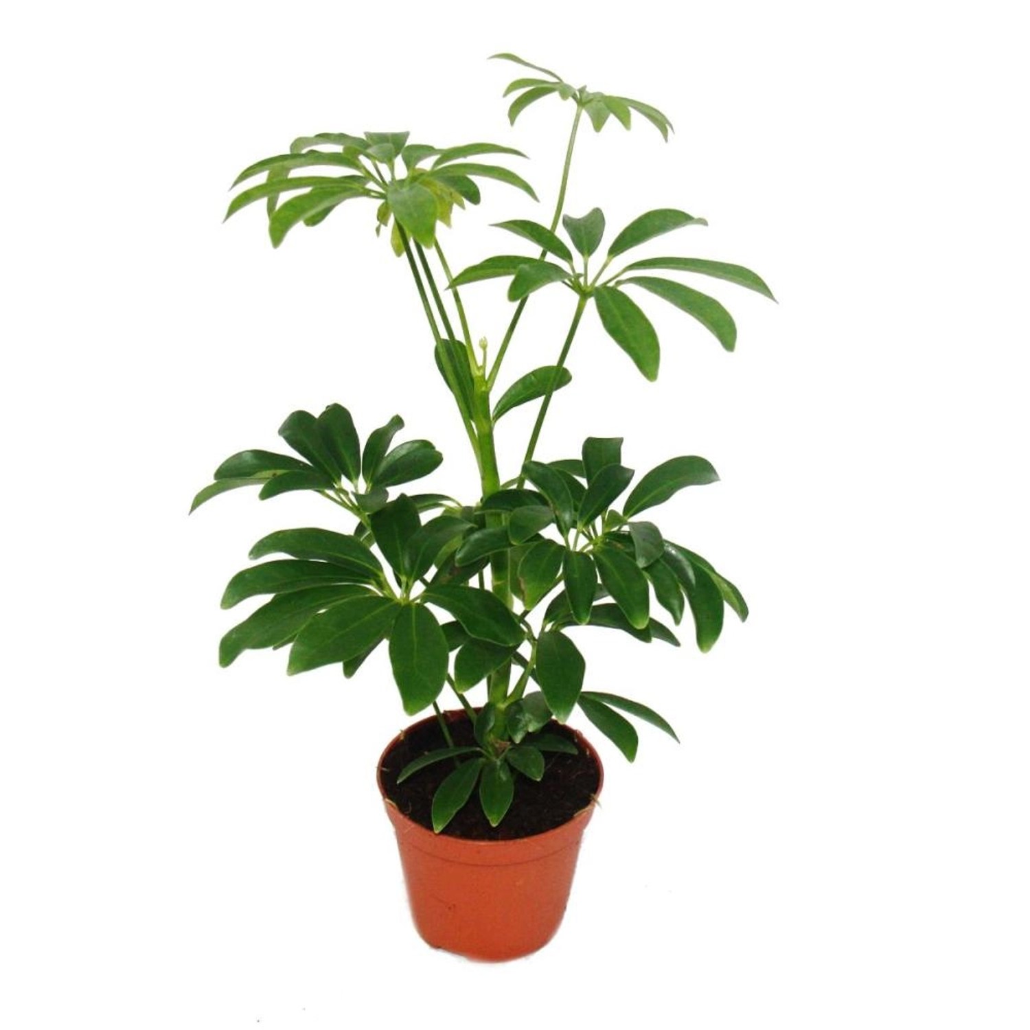 Exotenherz Strahlenaralie Schefflera 9cm Topf Zimmerpflanze ca. 25cm Hoch