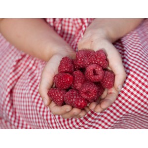 Hände halten frische, rote GROW by OBI Bio Himbeeren 'Aroma Queen'.