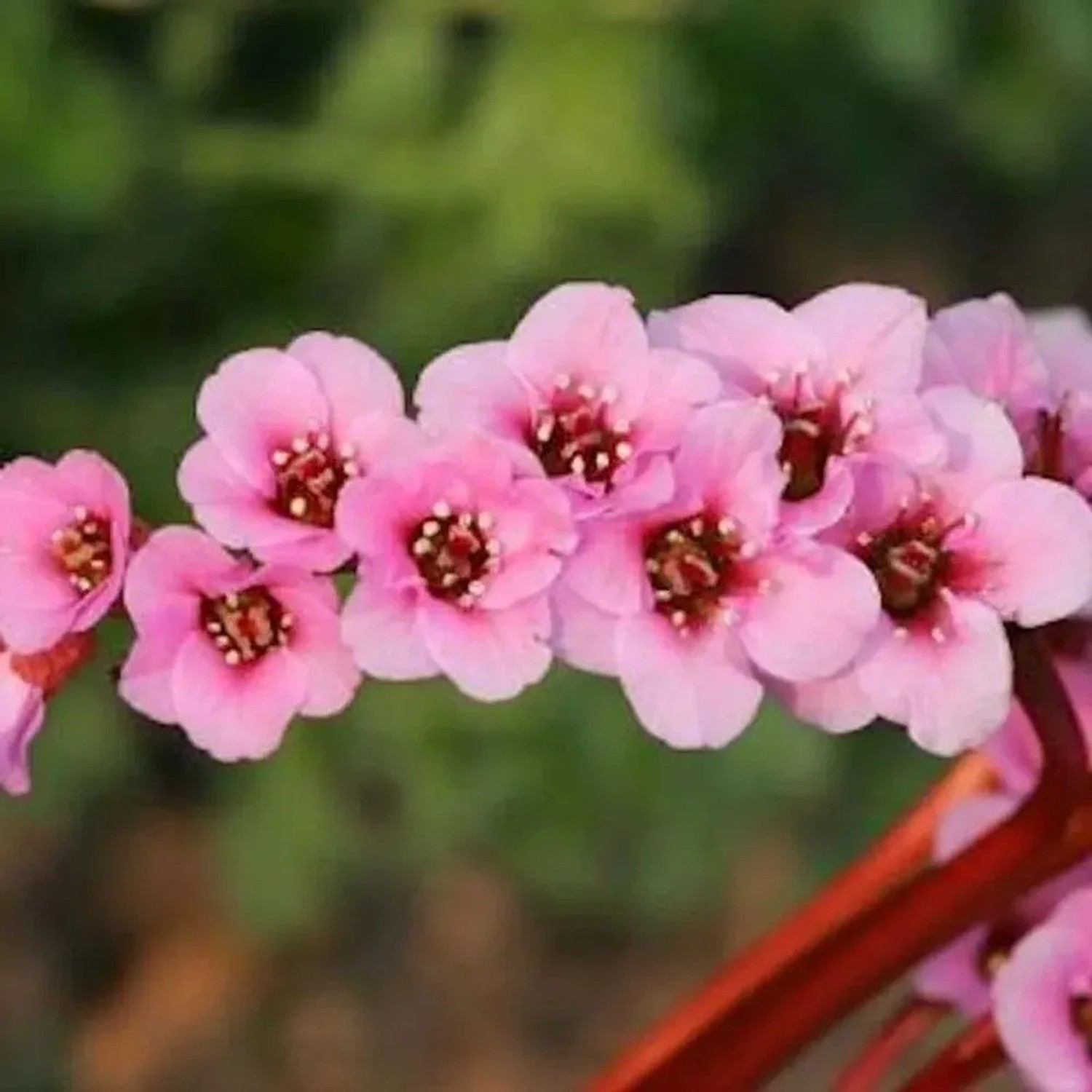 Bergenie Morgenröte - Bergenia cordifolia