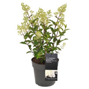 Rispenhortensie Living Little Blossom im Topf, weiße Blüten. Kompakte Hydrangea für Beet und Kübel.