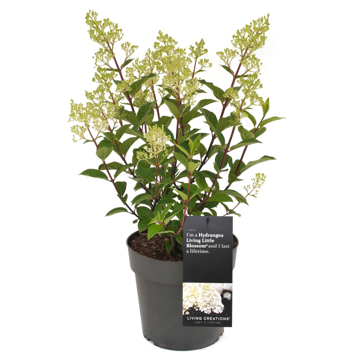 GROW by OBI Rispenhortensie Living Little Blossom Weiß Höhe 40 cm Hydrangea günstig online kaufen