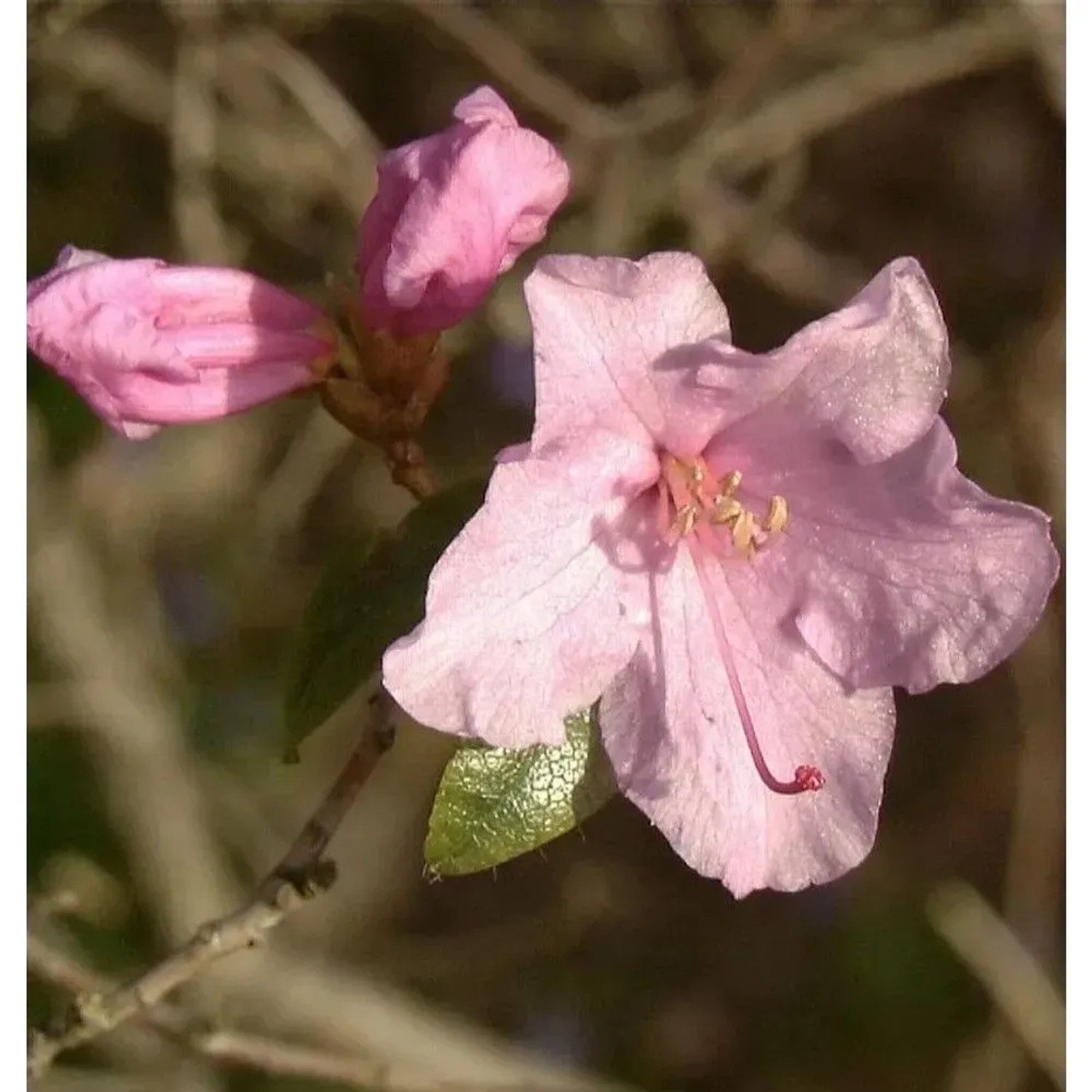 Frühlingsrhododendron Praecox 60-70cm