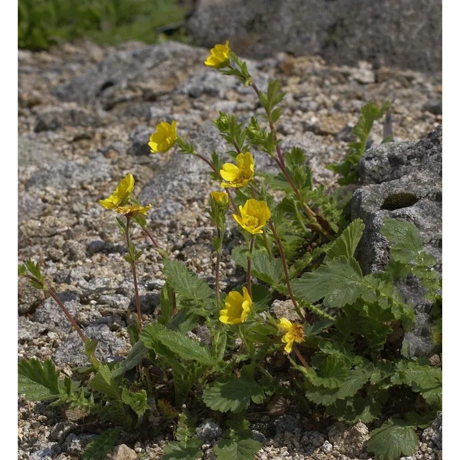 Gebirgs Nelkenwurz - Geum montanum