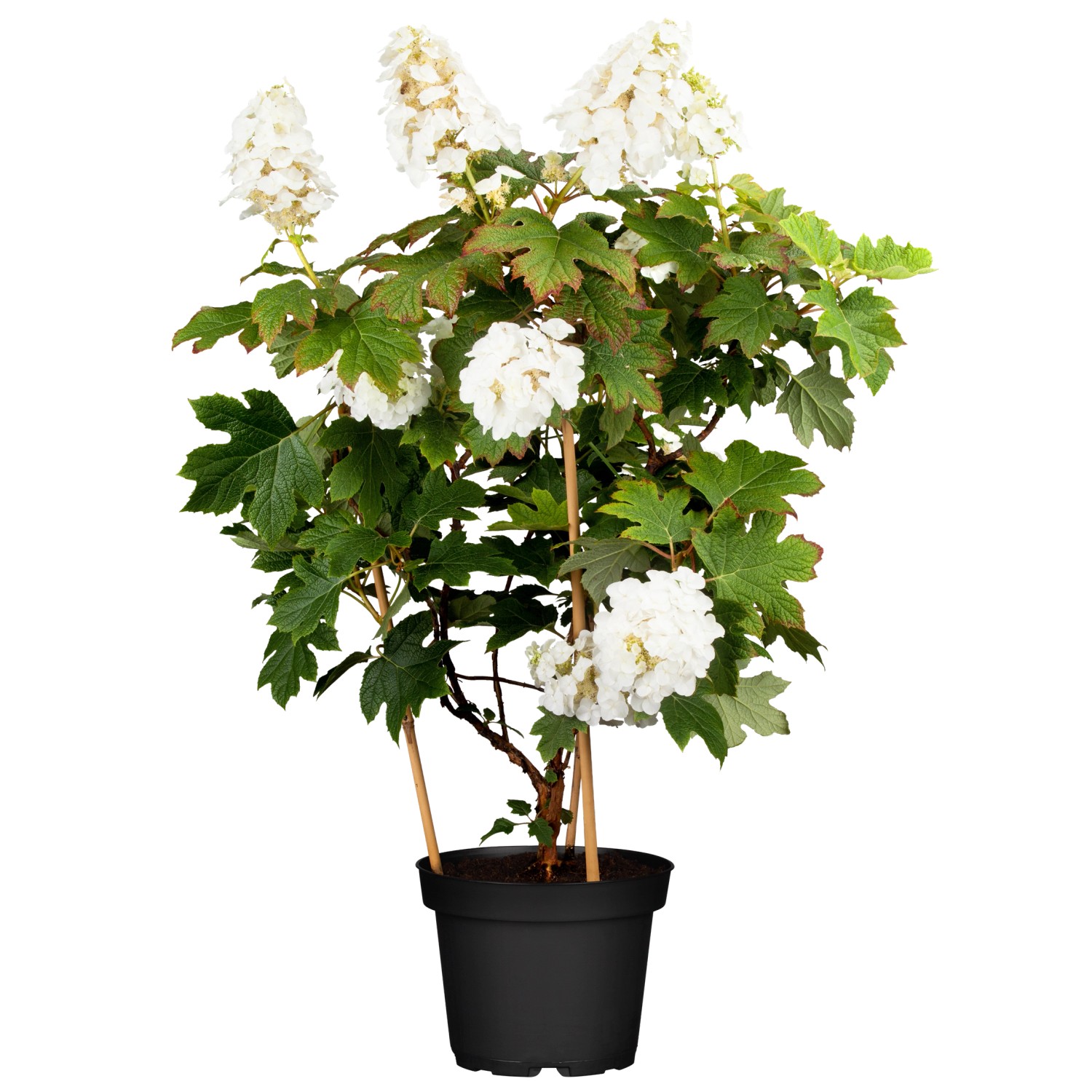 EichenblattHortensie Tara Weiß Höhe ca. 40 cm Topf 6 l Hydrangea