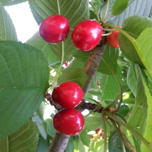 Säulen-Süßkirsche Sylvia 120 - 140 cm Prunus avium