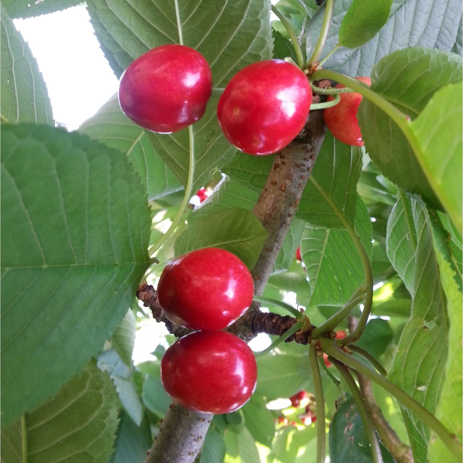 Säulen-Süßkirsche Sylvia 120 - 140 cm Prunus avium günstig online kaufen