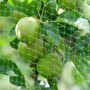 Grünes Windhager Vogelschutznetz Ortonet schützt Äpfel am Baum vor Vogelfraß.