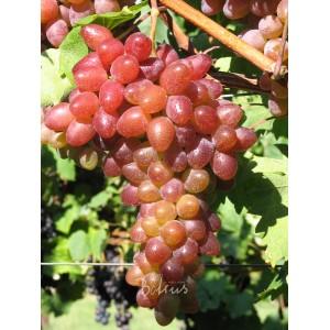 Weinrebe Rhea, rote, kernlose Trauben an der Pflanze.