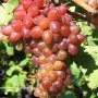 Weinrebe Rhea, rote, kernlose Trauben an der Pflanze.