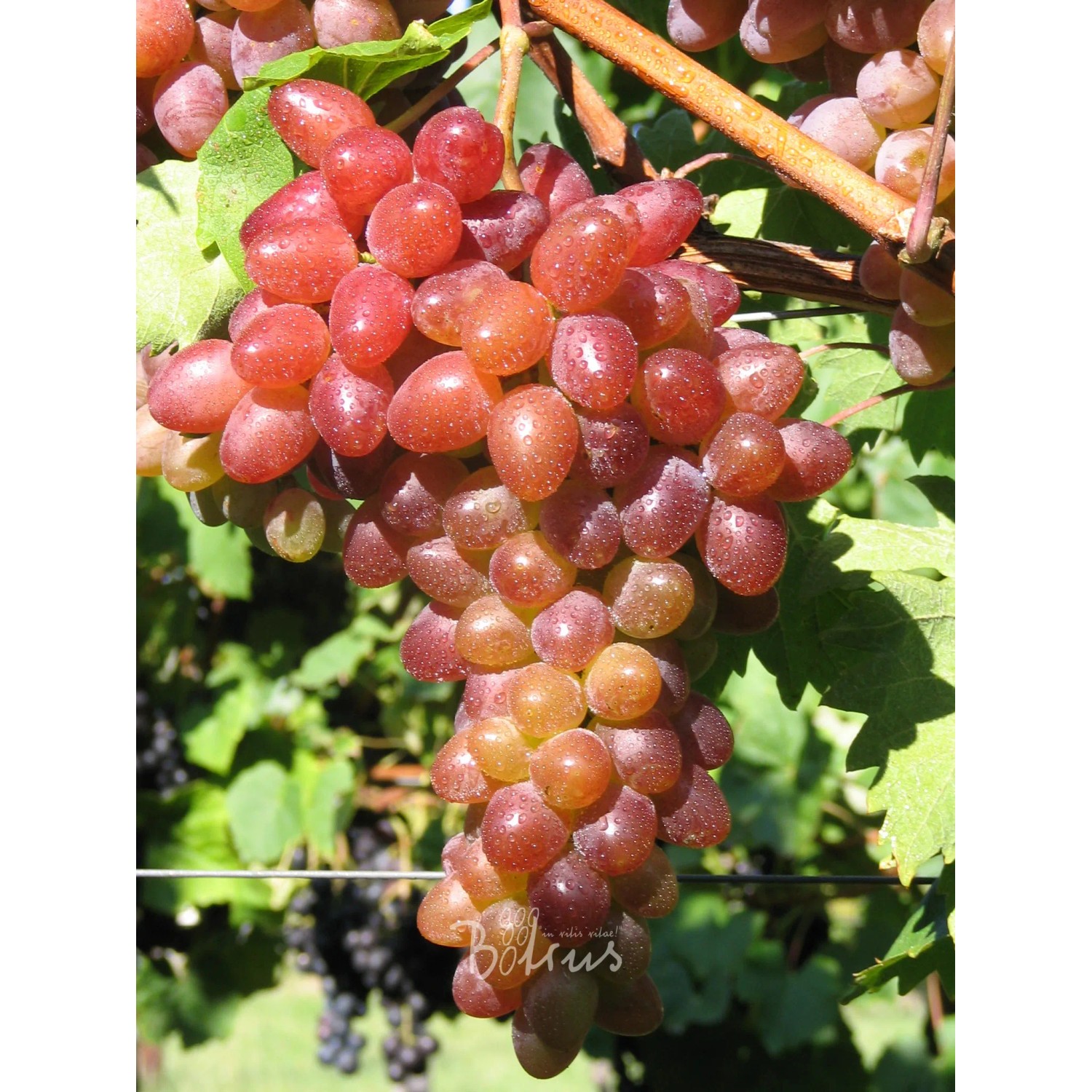Weinrebe Rhea, kernlos rot 60 - 80 cm Vitis vinifera
