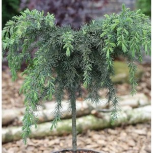 Hochstamm Himalaya Zeder 'Feelin Blue', ca. 40-60 cm hoch, mit blau-grünen Nadeln.