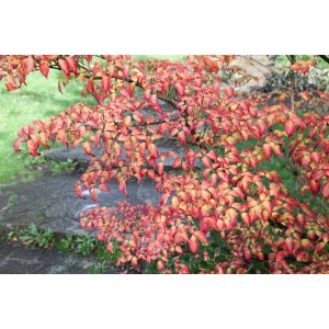 Japanischer Blumen-Hartriegel Annelies mit rot-gelbem Herbstlaub, 60-80 cm hoch.