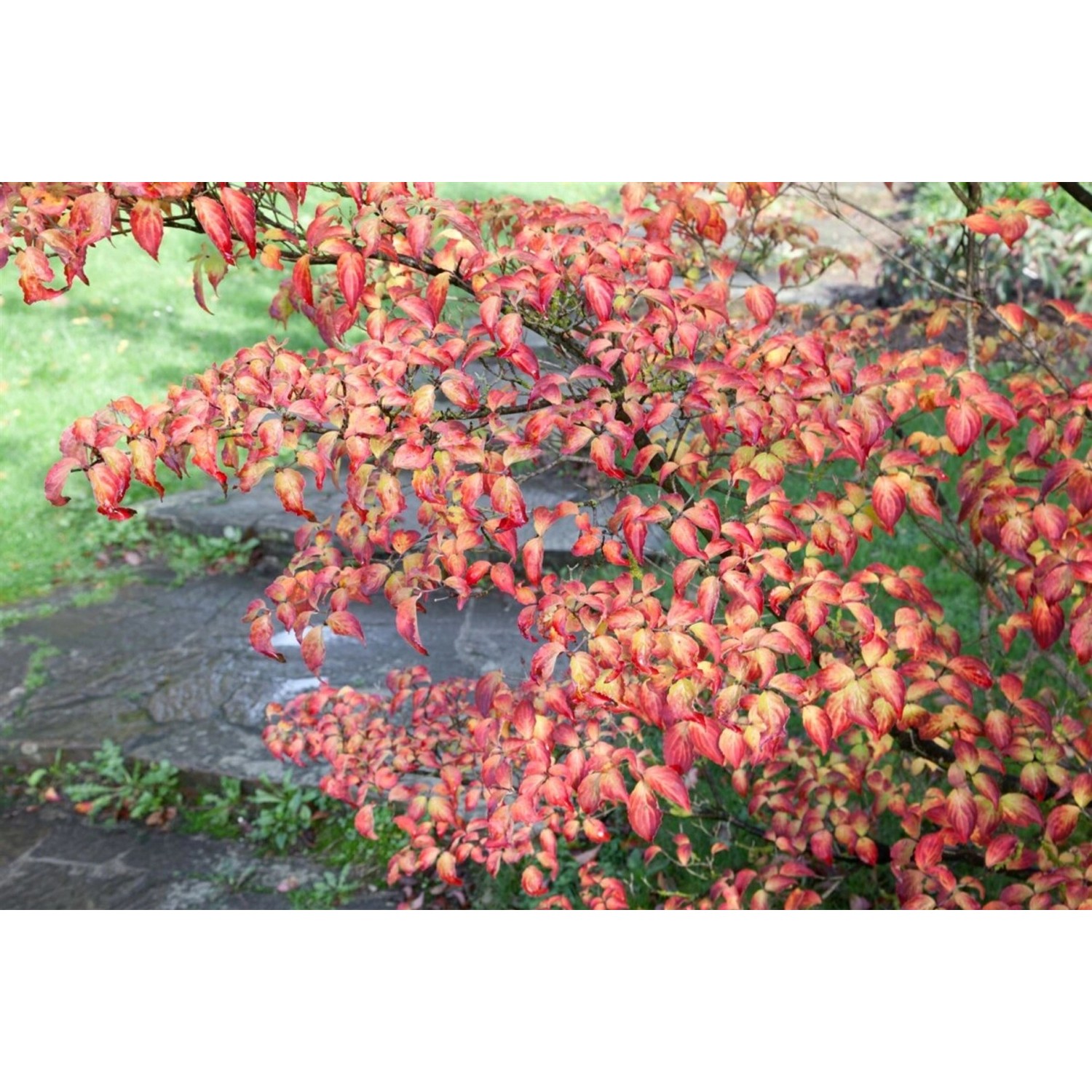 Cornus Kousa Annelies Japanischer Blumen-Hartriegel 60–80 cm günstig online kaufen
