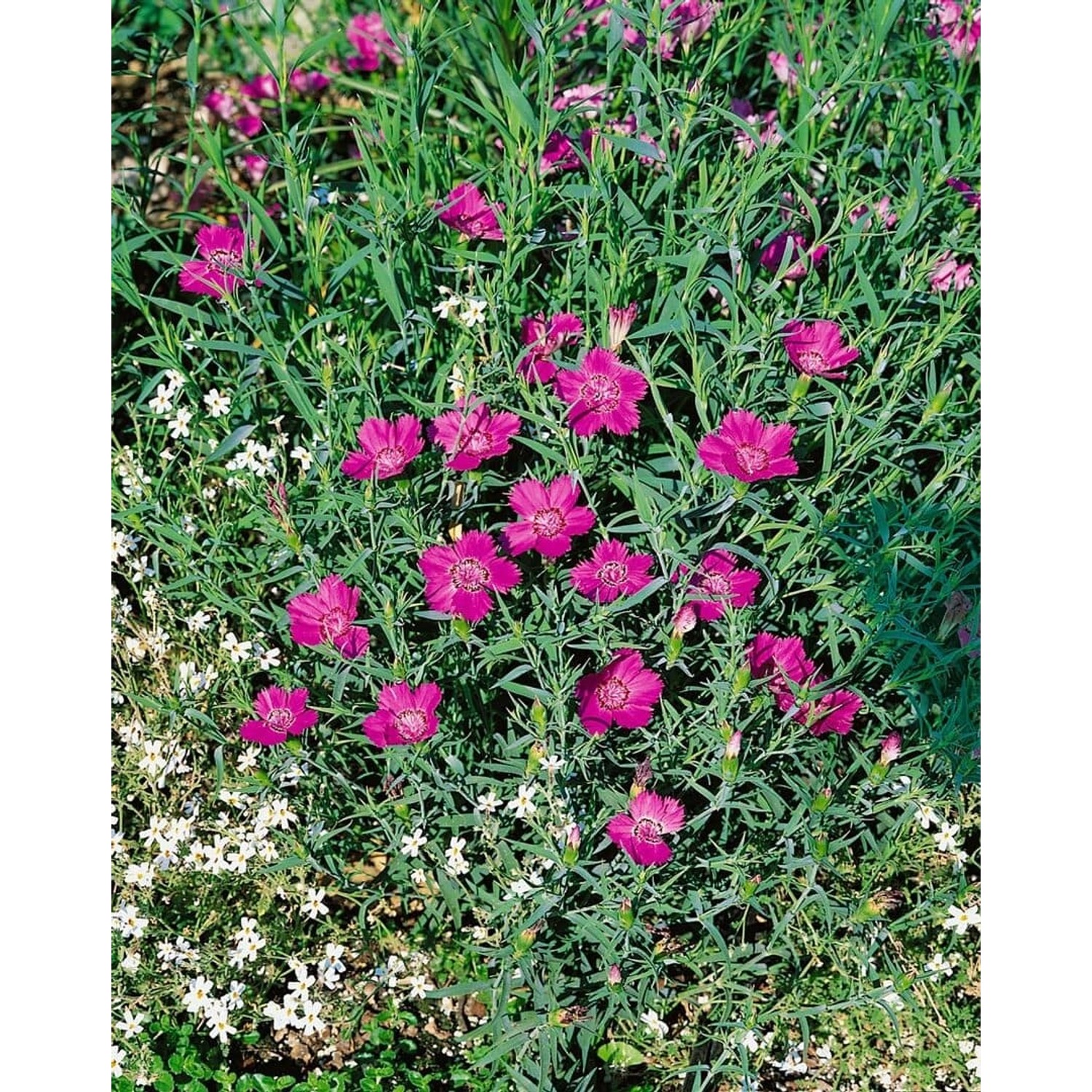 Dianthus Sylvestris Wildnelke Ca. 9x9 cm Topf günstig online kaufen