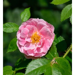Nahaufnahme einer rosa Kletterrose 'Kir Royal' mit gelber Mitte und grünen Blättern.