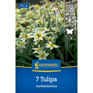 Kiepenkerl Wildtulpe Tulipa turkestanica mit weißen Blüten und gelber Mitte.
