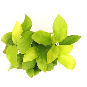 Dennerle Aquariumpflanze Anubias Barteri Var. Nana Gold mit hellgrünen Blättern.