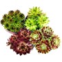 Exotenherz Hauswurz Set mit 12 verschiedenen Sempervivum-Sorten in Töpfen.