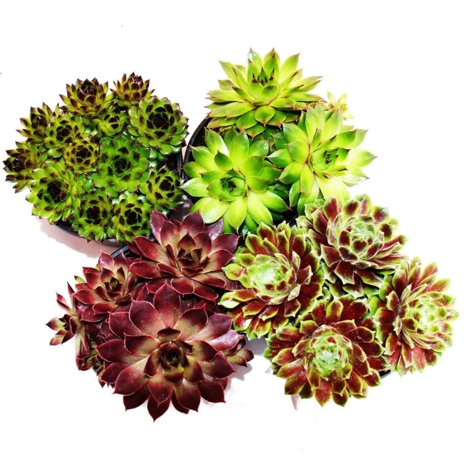 Exotenherz Hauswurz Set mit 12 verschiedenen Sempervivum-Sorten in Töpfen.